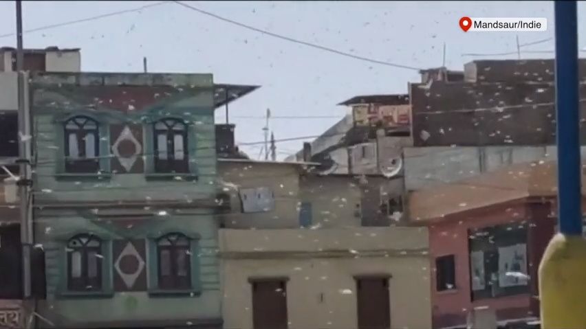 Video: Hejna sarančat a vlna veder decimují indická města